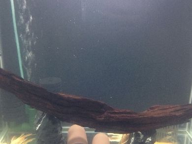 魚缸里的水有點發白是什么原因(如何改善魚缸水質發白) 龍魚百科 第1張 魚缸里的水有點發白是什么原因(如何改善魚缸水質發白) 魚缸里的水有點發白是什么原因(如何改善魚缸水質發白) 龍魚百科 第1張