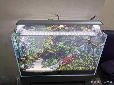 魚缸里的水有點發白是什么原因(如何改善魚缸水質發白) 龍魚百科 第3張 魚缸里的水有點發白是什么原因(如何改善魚缸水質發白) 魚缸里的水有點發白是什么原因(如何改善魚缸水質發白) 龍魚百科 第3張