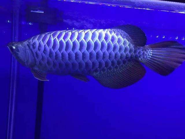 60cm缸適合養幾條龍魚？