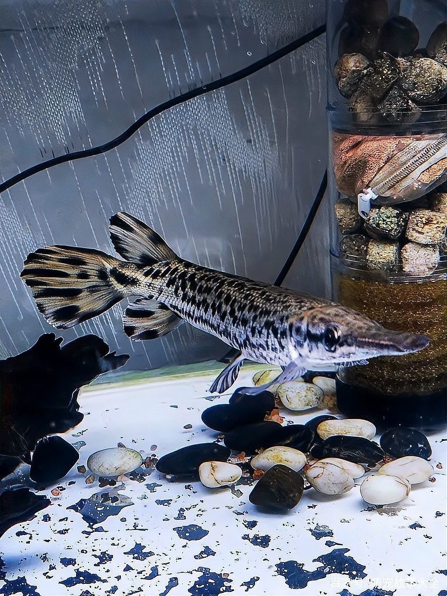 銀龍魚認主后還能換主人嗎？