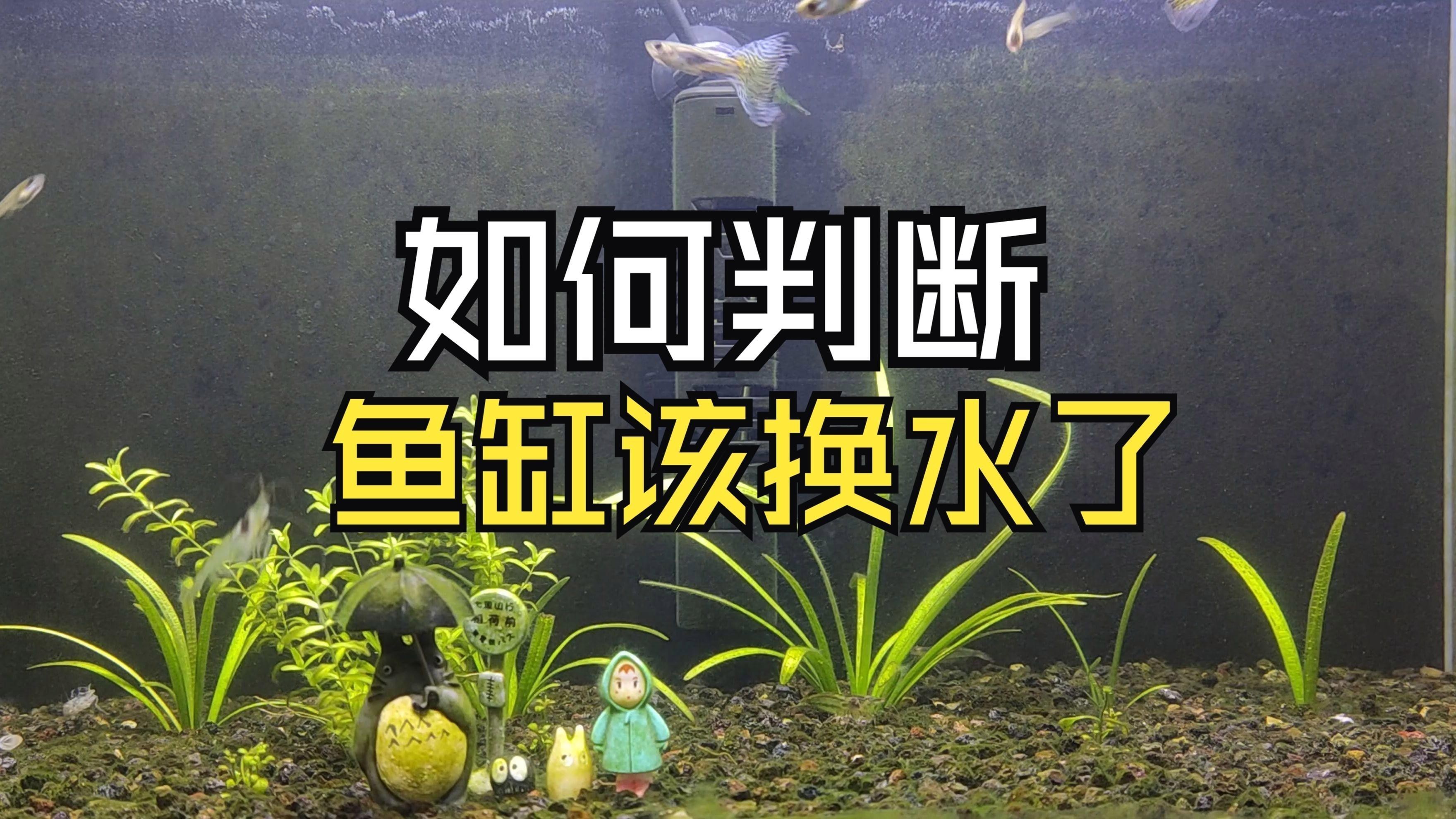 如何檢測水質是否適合換水？