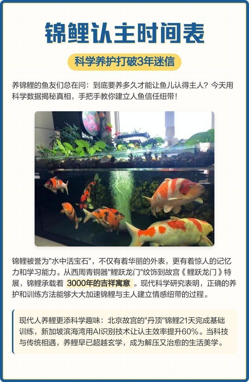 錦鯉一般養多久認主人 龍魚百科 第3張 錦鯉一般養多久認主人 錦鯉一般養多久認主人 龍魚百科 第3張