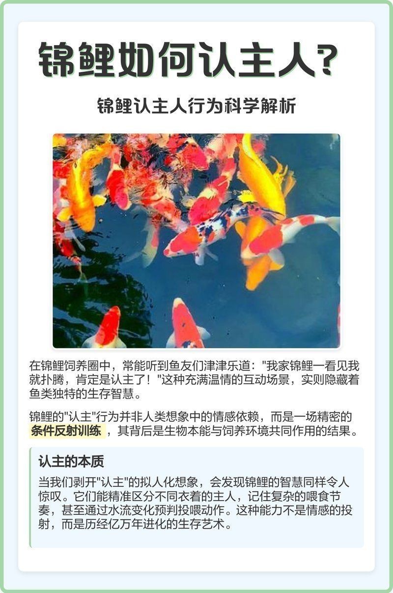錦鯉一般養多久認主人 龍魚百科 第5張 錦鯉一般養多久認主人 錦鯉一般養多久認主人 龍魚百科 第5張