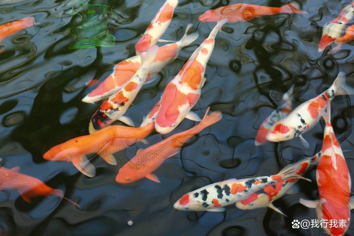 錦鯉一般養多久認主人 龍魚百科 第7張 錦鯉一般養多久認主人 錦鯉一般養多久認主人 龍魚百科 第7張
