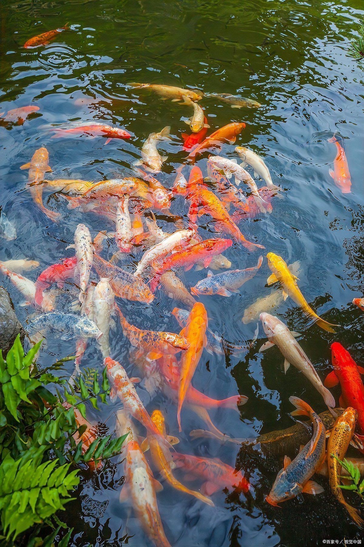 錦鯉一般養多久認主人 龍魚百科 第1張 錦鯉一般養多久認主人 錦鯉一般養多久認主人 龍魚百科 第1張