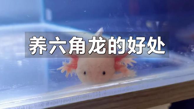 養(yǎng)六角龍魚有什么好處 養(yǎng)六角龍魚有什么好處 龍魚百科