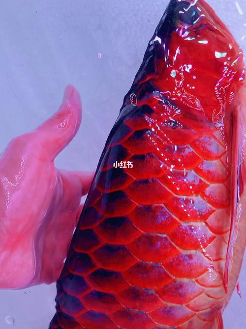 有沒有紅龍魚壁紙高清無水印版？