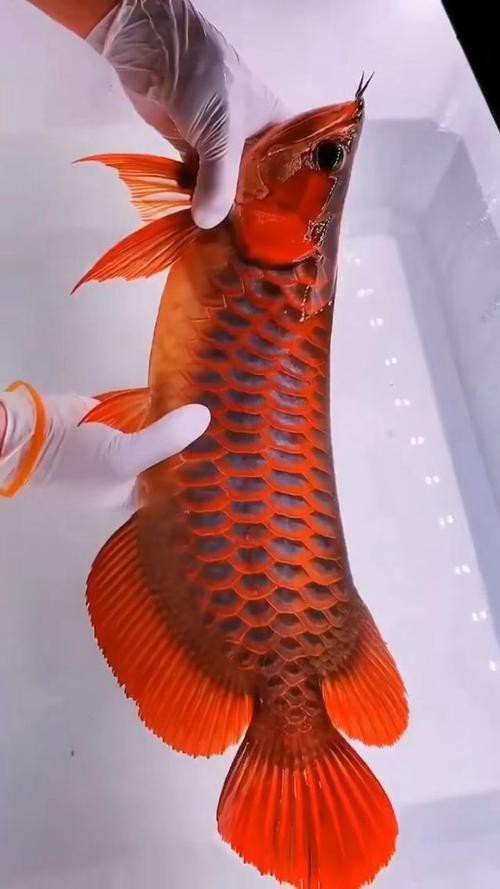 有沒有紅龍魚壁紙高清無水印版？