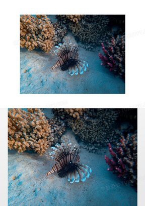 有沒有紅龍魚壁紙高清無水印版？