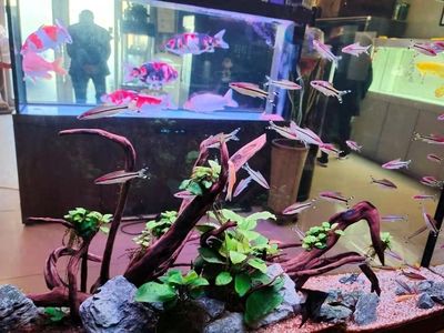 龍魚能和一眉混養(yǎng)嗎(關(guān)于龍魚能否與一眉道人魚混養(yǎng)的問題) 龍魚百科 第4張 龍魚能和一眉混養(yǎng)嗎(關(guān)于龍魚能否與一眉道人魚混養(yǎng)的問題) 龍魚能和一眉混養(yǎng)嗎(關(guān)于龍魚能否與一眉道人魚混養(yǎng)的問題) 龍魚百科 第4張