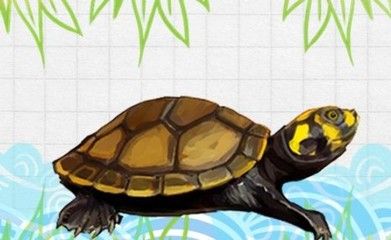 龍魚能和一眉混養(yǎng)嗎(關(guān)于龍魚能否與一眉道人魚混養(yǎng)的問題) 龍魚百科 第5張 龍魚能和一眉混養(yǎng)嗎(關(guān)于龍魚能否與一眉道人魚混養(yǎng)的問題) 龍魚能和一眉混養(yǎng)嗎(關(guān)于龍魚能否與一眉道人魚混養(yǎng)的問題) 龍魚百科 第5張
