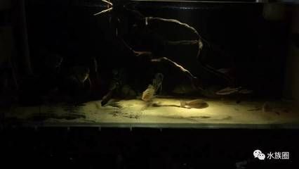 詳細閱讀:龍魚能和一眉混養(yǎng)嗎(關于龍魚能否與一眉道人魚混養(yǎng)的問題) 龍魚能和一眉混養(yǎng)嗎(關于龍魚能否與一眉道人魚混養(yǎng)的問題)