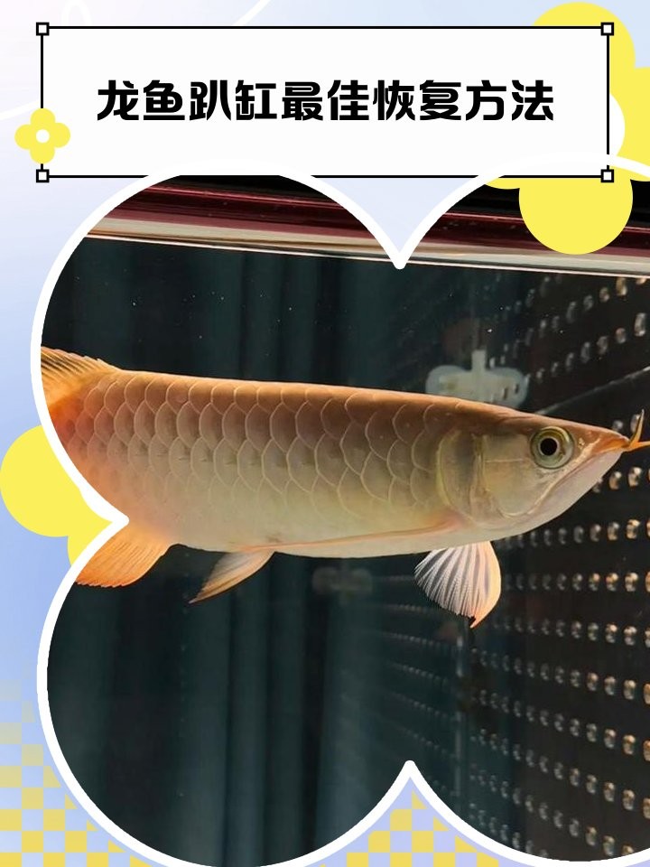 龍魚趴缸底可以自愈嗎？ 龍魚趴缸底可以自愈嗎？ 龍魚百科 第4張