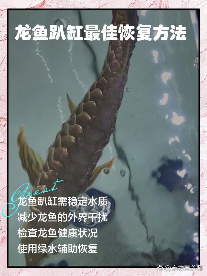龍魚趴缸底可以自愈嗎？ 龍魚趴缸底可以自愈嗎？ 龍魚百科 第2張