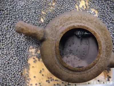 鸚鵡魚和曼龍魚斑馬魚能混養嗎視頻講解（曼龍魚和鸚鵡魚混養在一起會怎么樣？） 鸚鵡魚和曼龍魚斑馬魚能混養嗎視頻講解（曼龍魚和鸚鵡魚混養在一起會怎么樣？） 龍魚百科