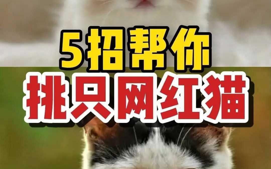 如何選擇適合自己的寵物？