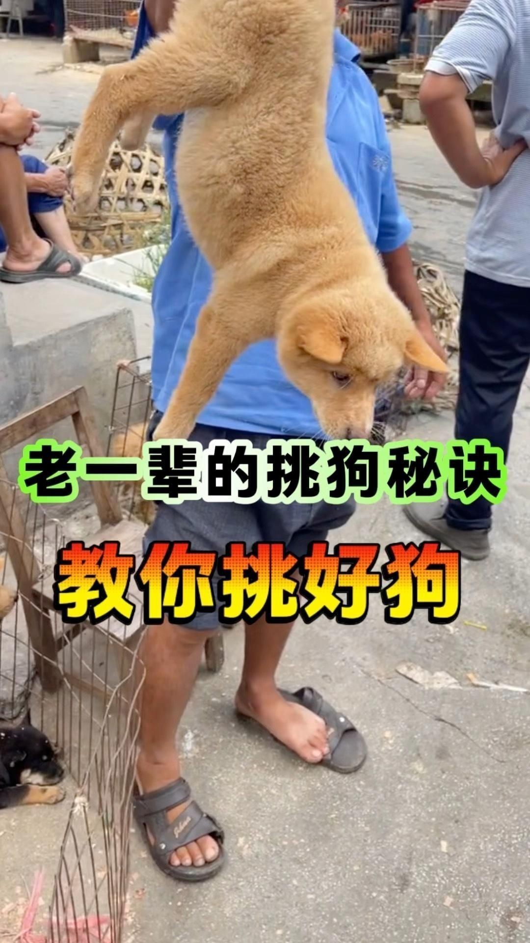 如何選擇適合自己的寵物？