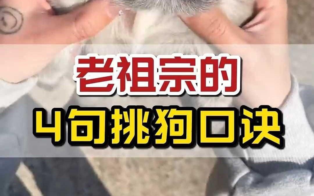 如何選擇適合自己的寵物？