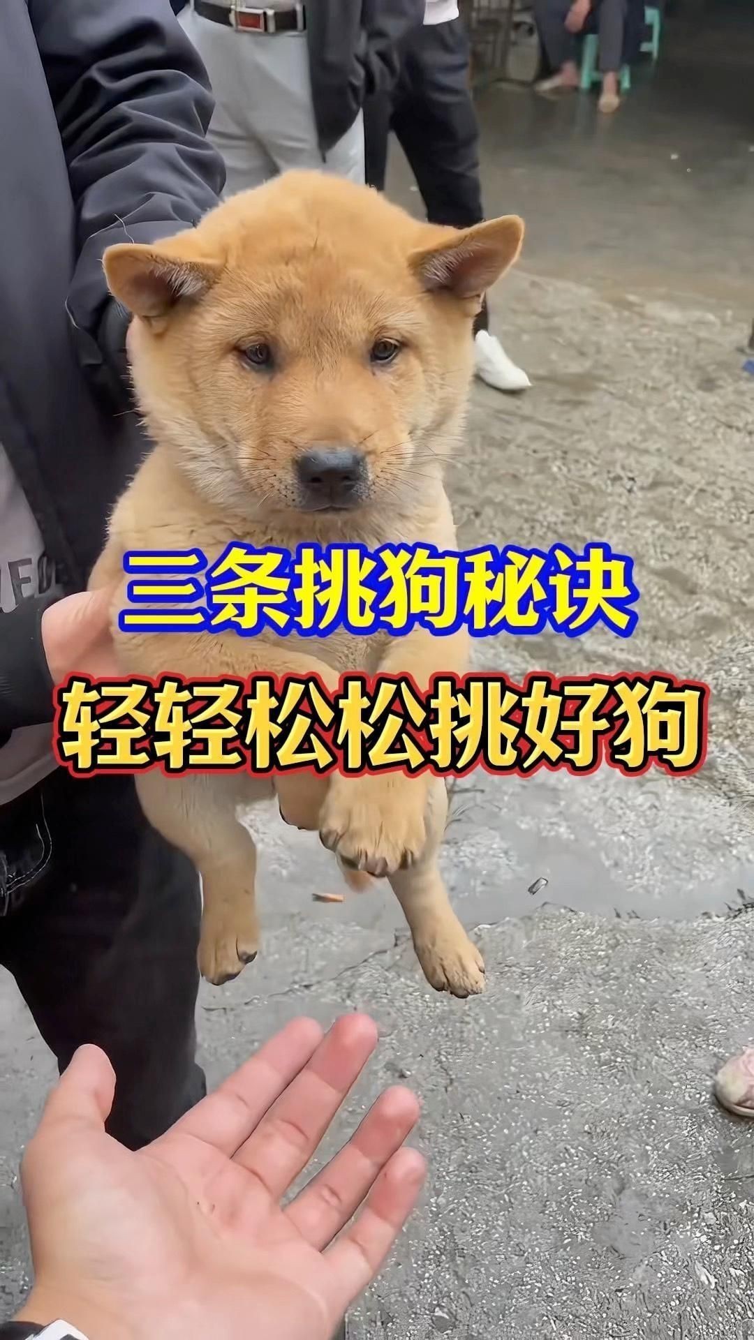 如何選擇適合自己的寵物？