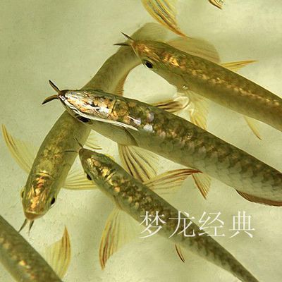 龍魚芯片怎么看（龍魚芯片怎么查詢）
