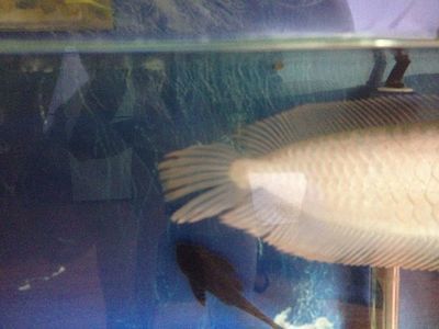 龍魚的尾巴爛了怎么辦視頻：如何處理龍魚尾巴爛了的方法 龍魚的尾巴爛了怎么辦視頻：如何處理龍魚尾巴爛了的方法 龍魚百科 第1張