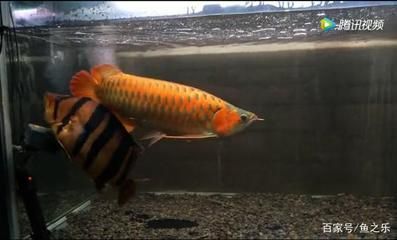 龍魚的尾巴爛了怎么辦視頻：如何處理龍魚尾巴爛了的方法 龍魚的尾巴爛了怎么辦視頻：如何處理龍魚尾巴爛了的方法 龍魚百科 第2張
