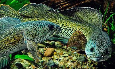 巴卡雷龍不吃小魚嗎：巴卡雷龍會吃小魚嗎？ 巴卡雷龍不吃小魚嗎：巴卡雷龍會吃小魚嗎？ 龍魚百科 第3張