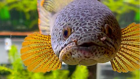 巴卡雷龍不吃小魚嗎：巴卡雷龍會吃小魚嗎？ 巴卡雷龍不吃小魚嗎：巴卡雷龍會吃小魚嗎？ 龍魚百科 第1張