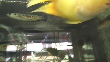 巴卡雷龍不吃小魚嗎：巴卡雷龍會吃小魚嗎？ 巴卡雷龍不吃小魚嗎：巴卡雷龍會吃小魚嗎？ 龍魚百科 第4張