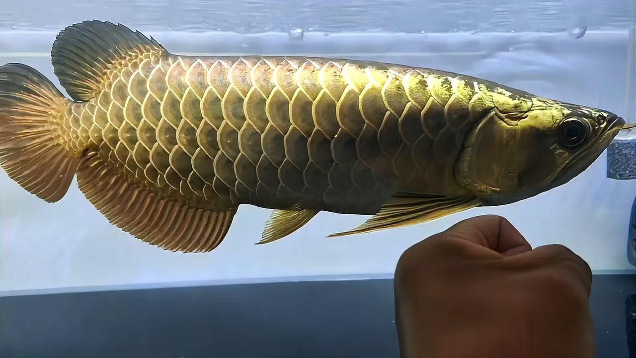 賽級藍底魚品種大全