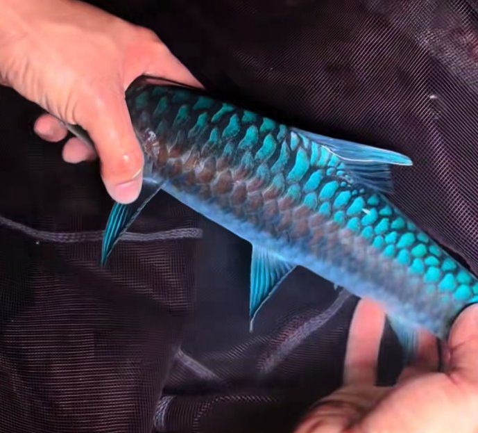 賽級藍底魚品種大全