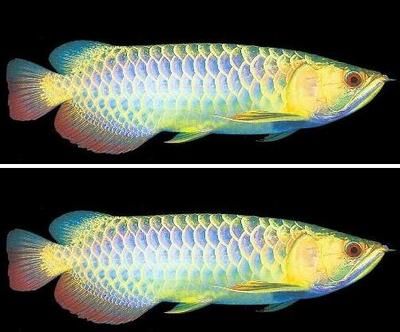 七彩金龍魚和藍底金龍魚混養好嗎：七彩金龍魚和藍底金龍魚是否適合混養在討論混養的可行性 七彩金龍魚和藍底金龍魚混養好嗎：七彩金龍魚和藍底金龍魚是否適合混養在討論混養的可行性 龍魚百科 第3張