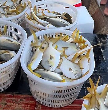 金鯧魚十大忌諱 金鯧魚十大忌諱 龍魚百科 第7張