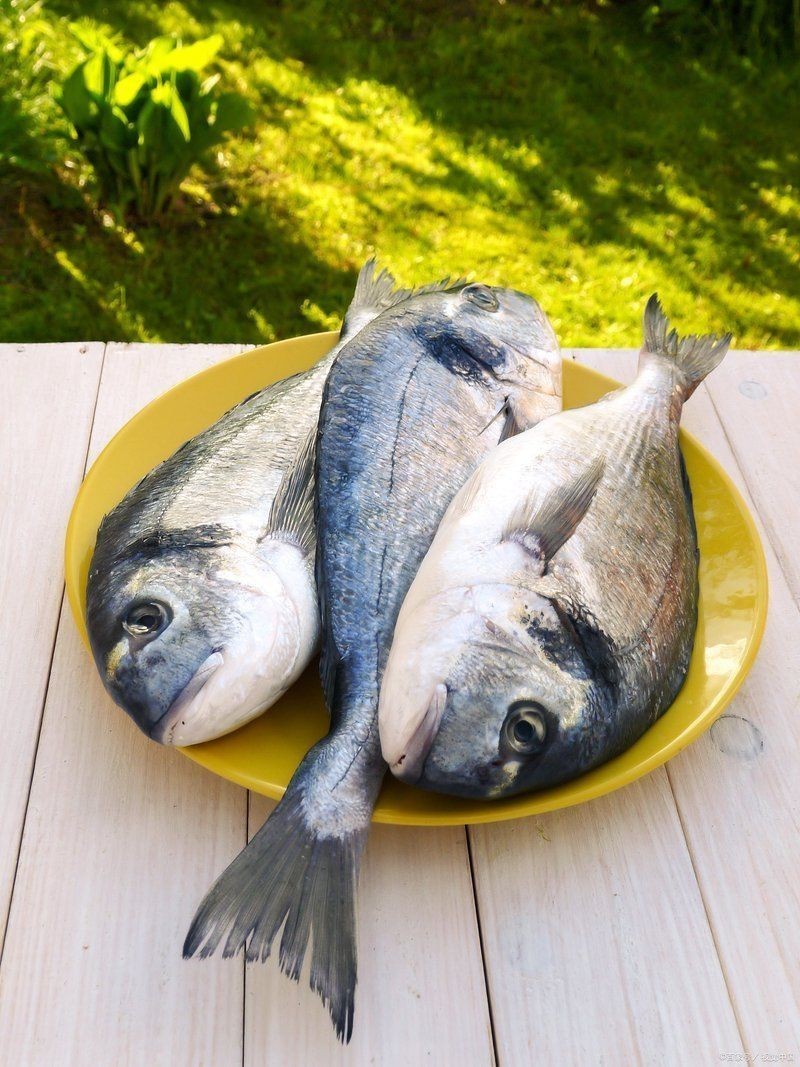 金鯧魚十大忌諱 金鯧魚十大忌諱 龍魚百科 第1張
