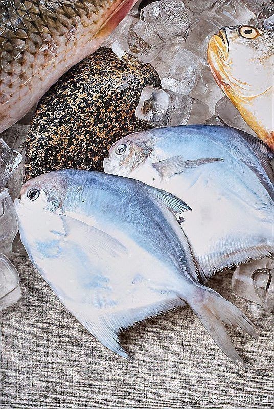 金鯧魚十大忌諱 金鯧魚十大忌諱 龍魚百科 第14張