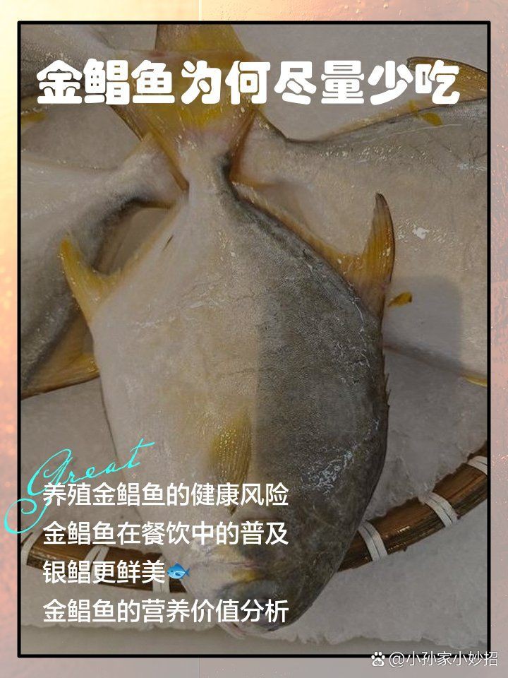 金鯧魚十大忌諱 金鯧魚十大忌諱 龍魚百科 第16張