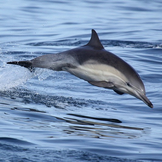 短吻和長(zhǎng)吻的區(qū)別，《短吻和長(zhǎng)吻的區(qū)別》短吻與長(zhǎng)吻的區(qū)別在多個(gè)方面