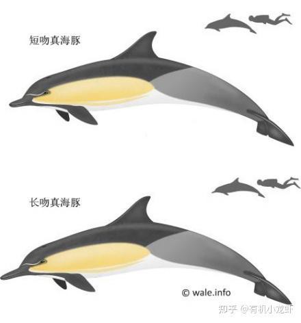短吻和長(zhǎng)吻的區(qū)別，《短吻和長(zhǎng)吻的區(qū)別》短吻與長(zhǎng)吻的區(qū)別在多個(gè)方面