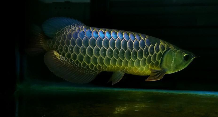 藍(lán)底過背金龍圖片大全