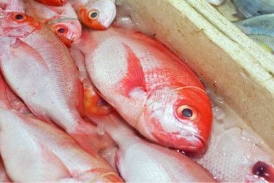 龍魚如何飼養和喂食：如何正確飼養龍魚