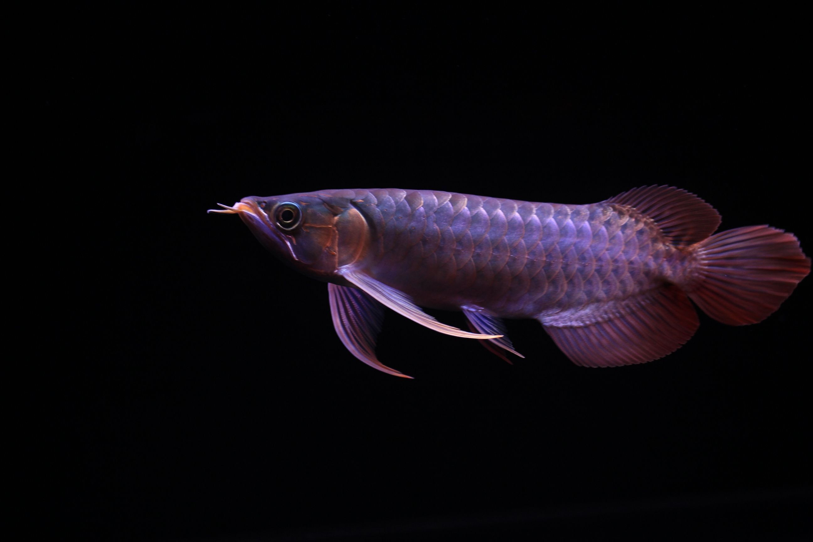怎么預防龍魚掉眼