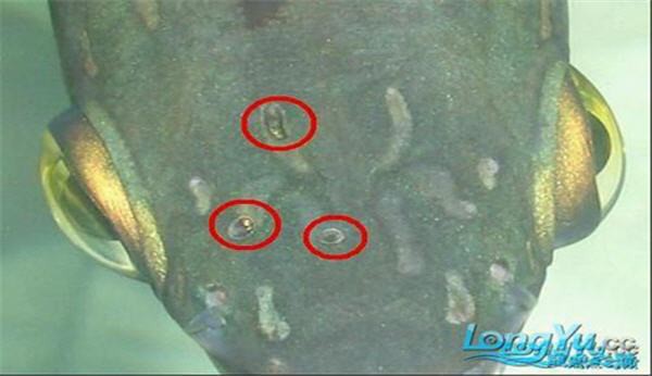 如何判斷龍魚外寄是否痊愈？