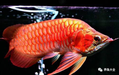 如何判斷龍魚外寄是否痊愈？