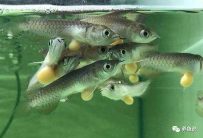 龍魚苗哪里有賣呀：在哪些地方可以找到龍魚苗