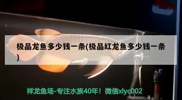 極品龍魚價格是多少錢的啊（極品龍魚價格對比血紅龍魚價格對比血紅龍魚價格對比）