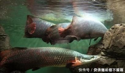 銀龍魚越大越值錢嗎（銀龍魚價格與其大小有關，但這種關系并不是簡單的線性增長） 銀龍魚越大越值錢嗎（銀龍魚價格與其大小有關，但這種關系并不是簡單的線性增長） 龍魚百科 第5張