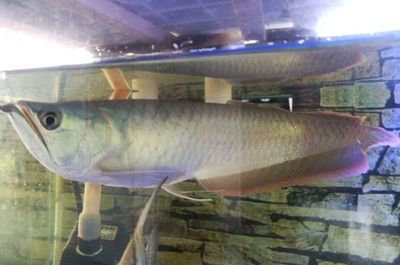 銀龍魚越大越值錢嗎（銀龍魚價格與其大小有關，但這種關系并不是簡單的線性增長） 銀龍魚越大越值錢嗎（銀龍魚價格與其大小有關，但這種關系并不是簡單的線性增長） 龍魚百科 第1張