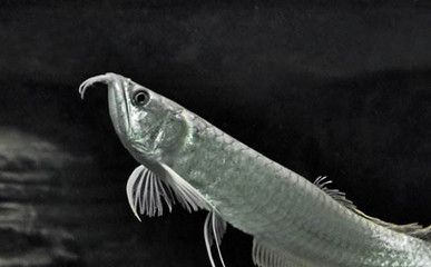 銀龍魚越大越值錢嗎（銀龍魚價格與其大小有關，但這種關系并不是簡單的線性增長） 銀龍魚越大越值錢嗎（銀龍魚價格與其大小有關，但這種關系并不是簡單的線性增長） 龍魚百科 第4張