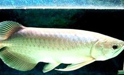 銀龍魚越大越值錢嗎（銀龍魚價格與其大小有關，但這種關系并不是簡單的線性增長） 銀龍魚越大越值錢嗎（銀龍魚價格與其大小有關，但這種關系并不是簡單的線性增長） 龍魚百科 第3張