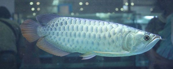 銀龍魚越大越值錢嗎（銀龍魚價格與其大小有關，但這種關系并不是簡單的線性增長） 銀龍魚越大越值錢嗎（銀龍魚價格與其大小有關，但這種關系并不是簡單的線性增長） 龍魚百科 第2張